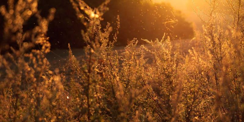 从机械设备到智力机械：基于强化学习的挖掘机自主路径规划与能耗最优控制