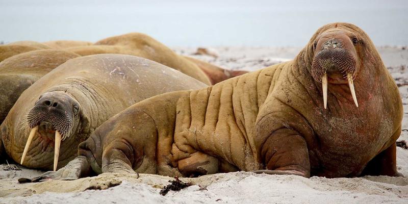 智力机械边缘计算架构：精密制造实现低延迟实时分析与自主响应的关键技术